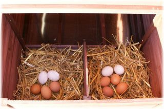 HØNSEHUS MODEL FRILAND