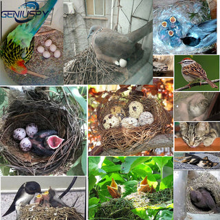 Trådløs Wifi Fuglekasse Kamera Audio IR Night Vision