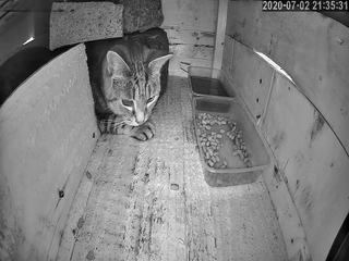 Trådløs Wifi Fuglekasse Kamera Audio IR Night Vision